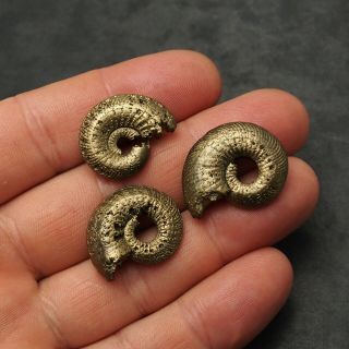 3x Quenstedtoceras 24 - 28mm Pyrite Ammonite Fossils Callovian Fossilien Russia 2
