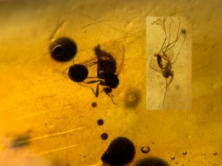 2 Diptera Mosquito Fly Burmite Myanmar Burmese Amber Insect Fossil Dinosaur Age