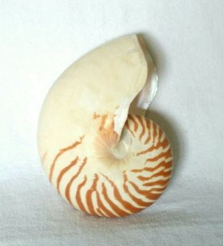 Seashell Nautilus Pompilius 6 " Tall