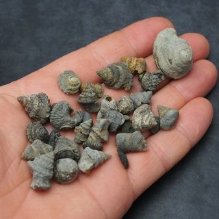 32x Bivalves Gastropodes Mineral Fossil Fossilien France
