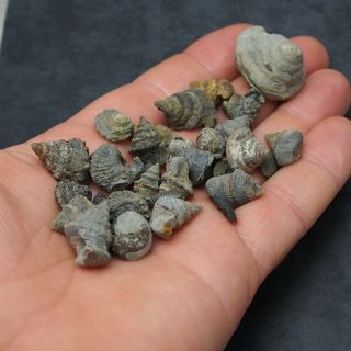 32x Bivalves Gastropodes Mineral Fossil fossilien France 2