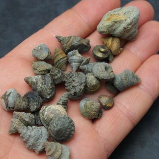 32x Bivalves Gastropodes Mineral Fossil fossilien France 3