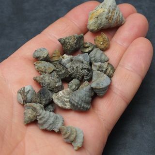 32x Bivalves Gastropodes Mineral Fossil fossilien France 4