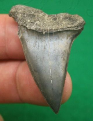2 " Fossil Mako Shark Tooth Authentic Fossilized Isurus Hastalis