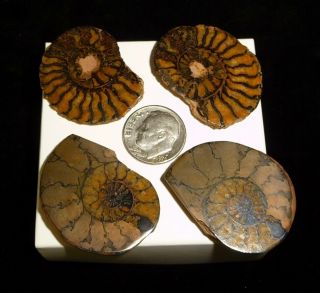 Dino: 2 Ammonite Fossil Pairs - 25 Grams