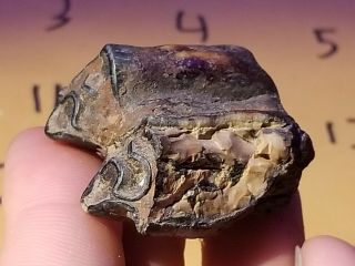 Ice Age Pleistocene Fossil Bison Tooth From Texas Coastal Area. 2