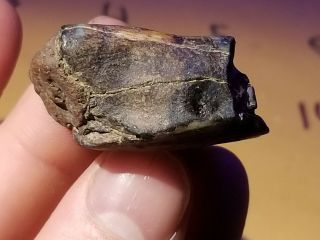 Ice Age Pleistocene Fossil Bison Tooth From Texas Coastal Area. 3