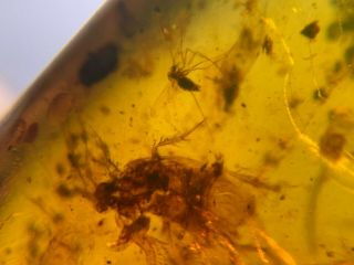 Roach&mosquito Fly&tick Burmite Myanmar Burma Amber Insect Fossil Dinosaur Age