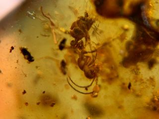 Unique Cretaceous Ant Burmite Myanmar Burmese Amber Insect Fossil Dinosaur Age