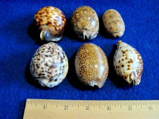 Polished Cowrie Shells 2 1/2 " To 3 " - 6 Total