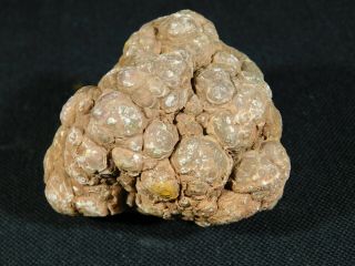 A Small 200 Million Year Old Fossil Dinosaur Coprolite Or Dino Crap Utah 191gr E