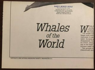 Vintage National Geographic Fold Map Whales Of The World 1976