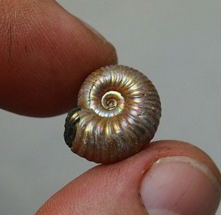 16mm Eboraciceras Sp.  Pyrite Ammonite Fossils Callovian Fossilien Russia