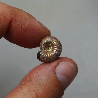 16mm Eboraciceras sp.  Pyrite Ammonite Fossils Callovian Fossilien Russia 2