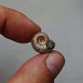 16mm Eboraciceras sp.  Pyrite Ammonite Fossils Callovian Fossilien Russia 3