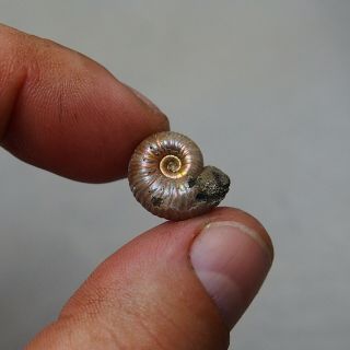 16mm Eboraciceras sp.  Pyrite Ammonite Fossils Callovian Fossilien Russia 4