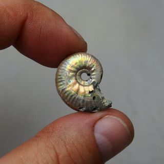 24mm Subnulunoceras sp.  Pyrite Ammonite Fossils Callovian Fossilien Russia 3