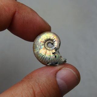 24mm Subnulunoceras sp.  Pyrite Ammonite Fossils Callovian Fossilien Russia 4