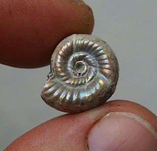 16mm Alligaticeras Sp.  Pyrite Ammonite Fossils Callovian Fossilien Russia