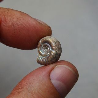 16mm Alligaticeras sp.  Pyrite Ammonite Fossils Callovian Fossilien Russia 3