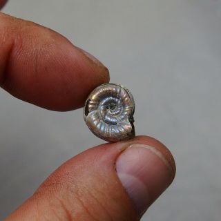 16mm Alligaticeras sp.  Pyrite Ammonite Fossils Callovian Fossilien Russia 4