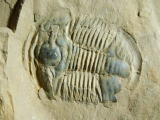 A BIG Asaphiscus Trilobite Fossil with Both Sides of Matrix Utah 715gr A e 2
