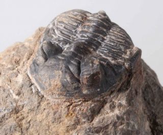 Morocco Trilobite Fossil Specimen On Matrix B Metacanthina
