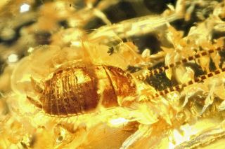 Baltic Amber Gemstone,  Fossil Insect Inclusions,  Beetle With Long Antennae