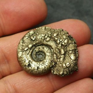 34mm Ammonite Pyrite Mineral Fossil Fossilien Ammoniten France Dino