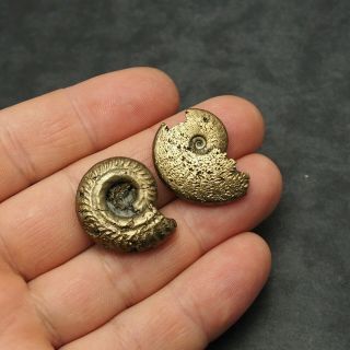 2x Ammonite 27 - 28mm Pyrite Mineral Fossil Fossilien Ammoniten France