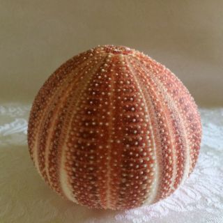 Large Orange English Channel Sea Urchin Shell Nautical Decor 4 - 1/2 "