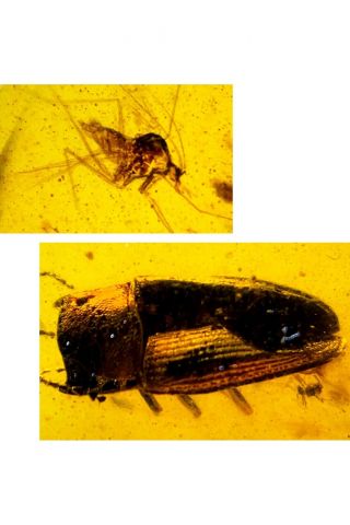 S46 - Coleoptera&diptera In Fossil Burmite Insect Amber Cretaceous Dinosaur Age