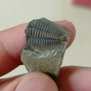 Rare Trilobite Fossil,  Cambrian,  Yunnan China M06