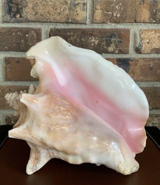 Vtg Large Queen Pink Conch Shell 10 " X 9 " X 5” 3 1/2 Lbs Harvest Hole Slit 2”