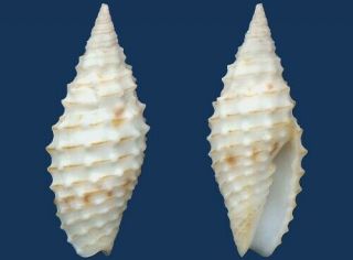 Shell Mitra Verrucosa Seashell