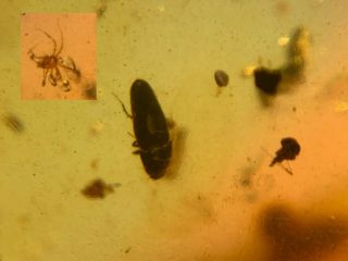 Unknown Beetle&tick Burmite Myanmar Burmese Amber Insect Fossil Dinosaur Age