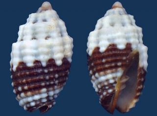 Shell Mitra Tuberosa Seashell