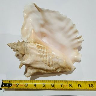 Large Natural Pink Queen Conch Sea Shell -