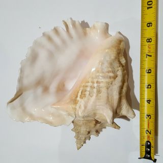 Large Natural Pink Queen Conch Sea Shell - 2