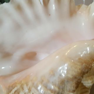 Large Natural Pink Queen Conch Sea Shell - 3