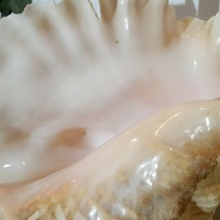 Large Natural Pink Queen Conch Sea Shell - 4