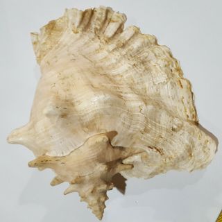 Large Natural Pink Queen Conch Sea Shell - 6