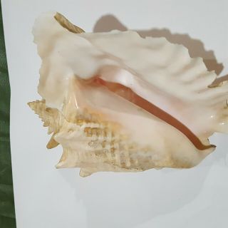 Large Natural Pink Queen Conch Sea Shell - 8