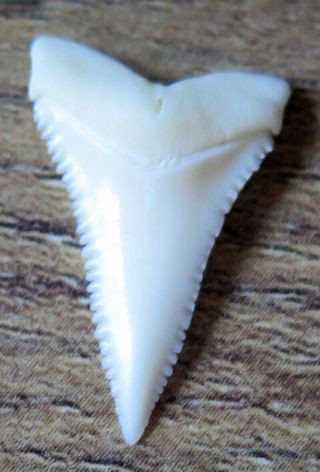 0.  826 " Upper Principle Nature Modern Great White Shark Tooth (teeth)