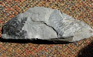 Combo fern fossil,  Lygenopteris hoeninghausi and Sphenopteris pottsvillea 2