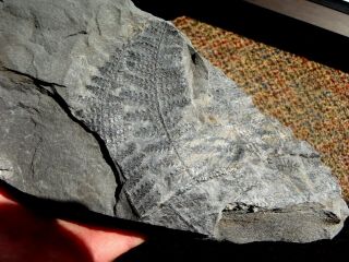 Combo fern fossil,  Lygenopteris hoeninghausi and Sphenopteris pottsvillea 3
