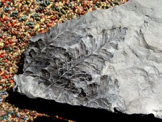 Combo fern fossil,  Lygenopteris hoeninghausi and Sphenopteris pottsvillea 5