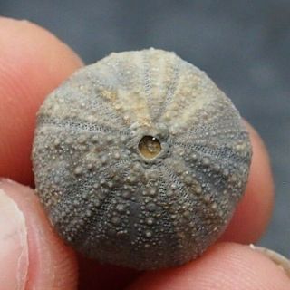 Echinoid 19x11mm Psephechinus Daguini Fossil Natural Sea Urchin Fossilien