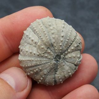 Echinoid 36x12mm Micropsis Cf.  Tremadesi Fossil Natural Sea Urchin