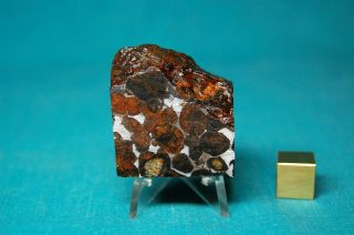 Sericho Pallasite Meteorite 42.  5 Grams